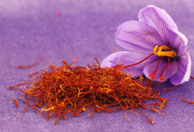 saffron spice for healing cancer