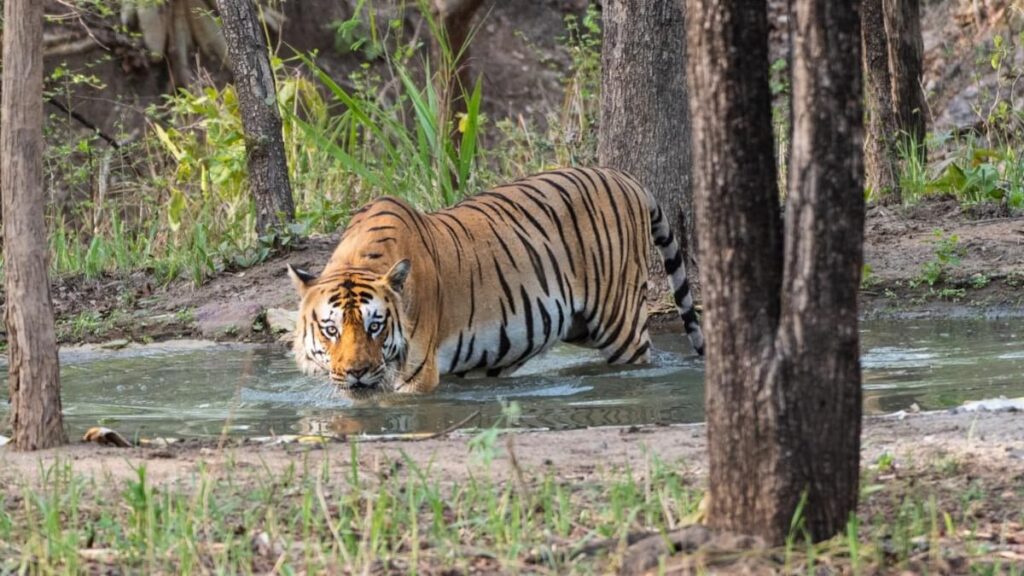 spot tiger in the Corbett Jungle