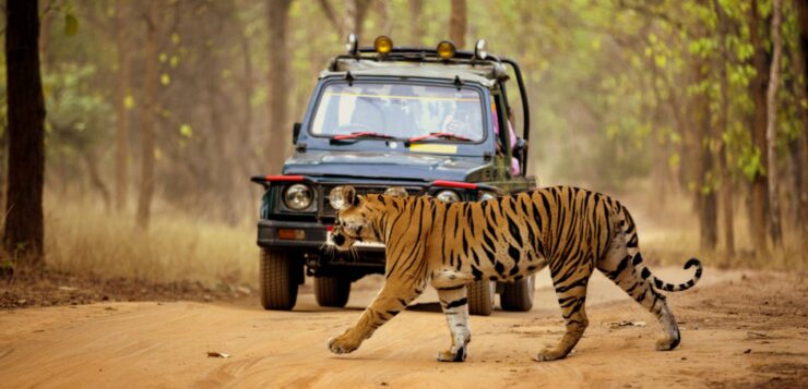 The Best Locations in India to Spot Tigers